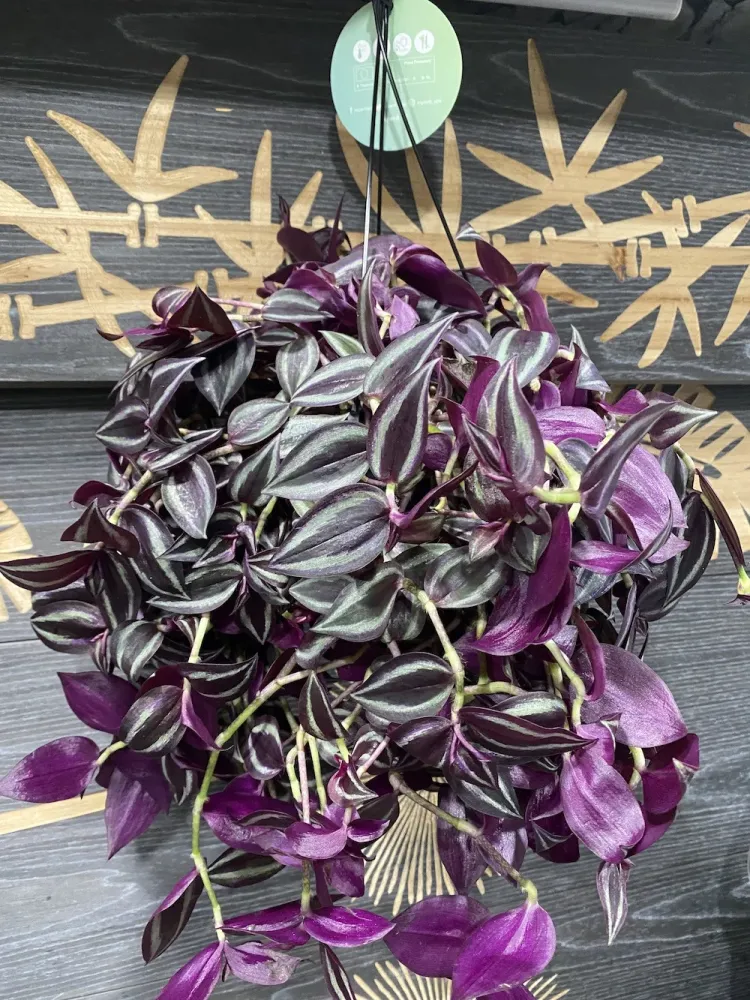 Tradescantia jewel red - planta curgatoare