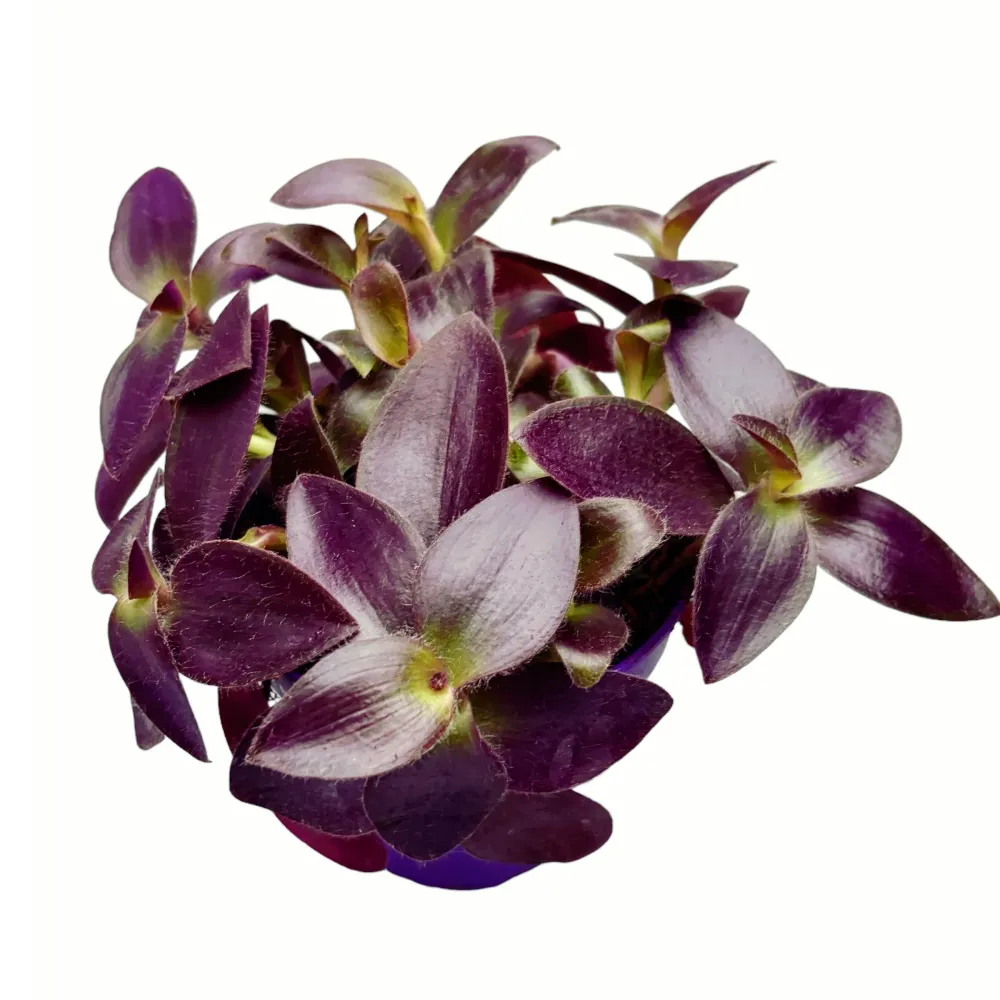 Tradescantia pallida ‘Purpurea’ (Purple Heart)