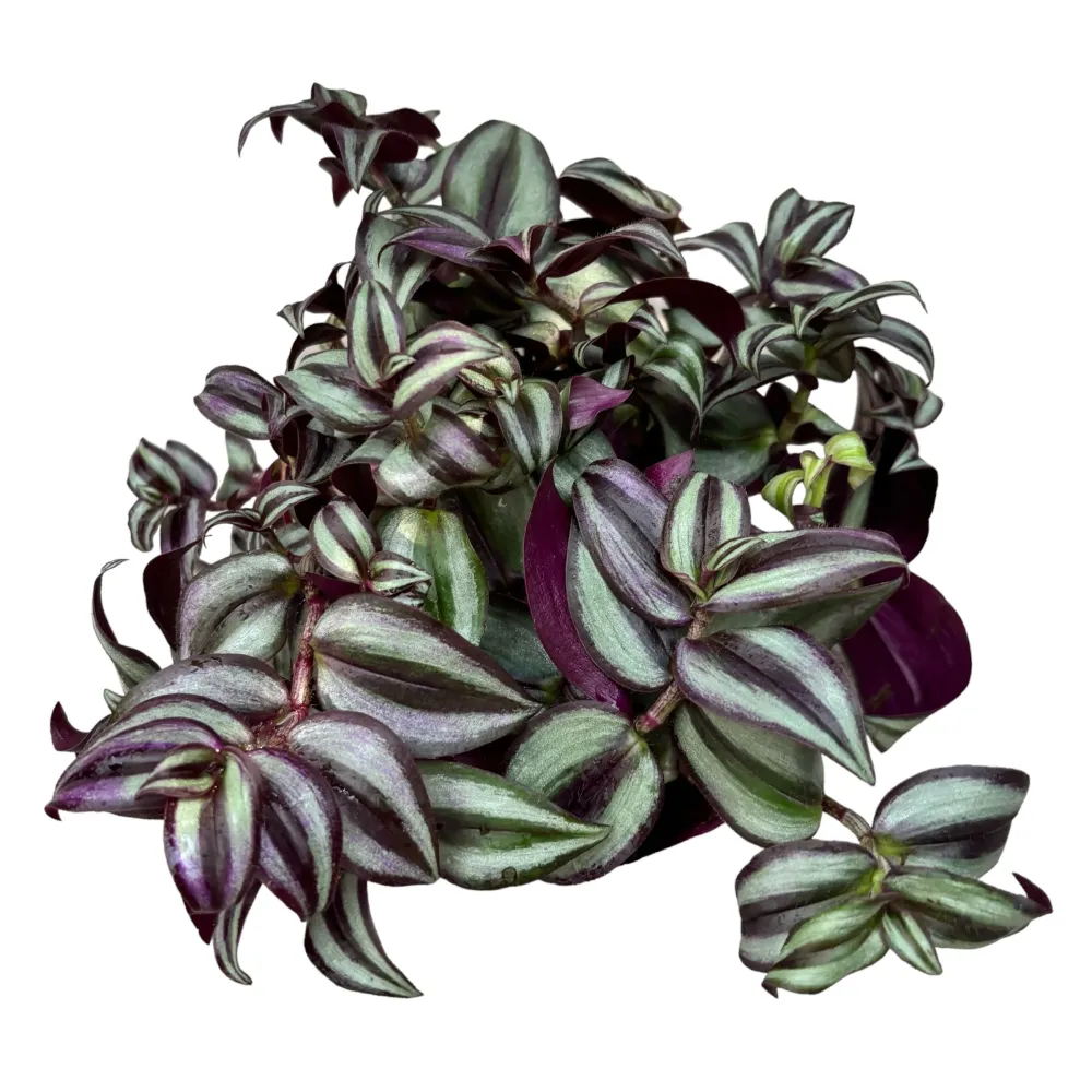 Tradescantia ‘Pink Joy’