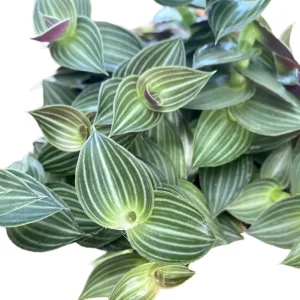 Tradescantia Toundra