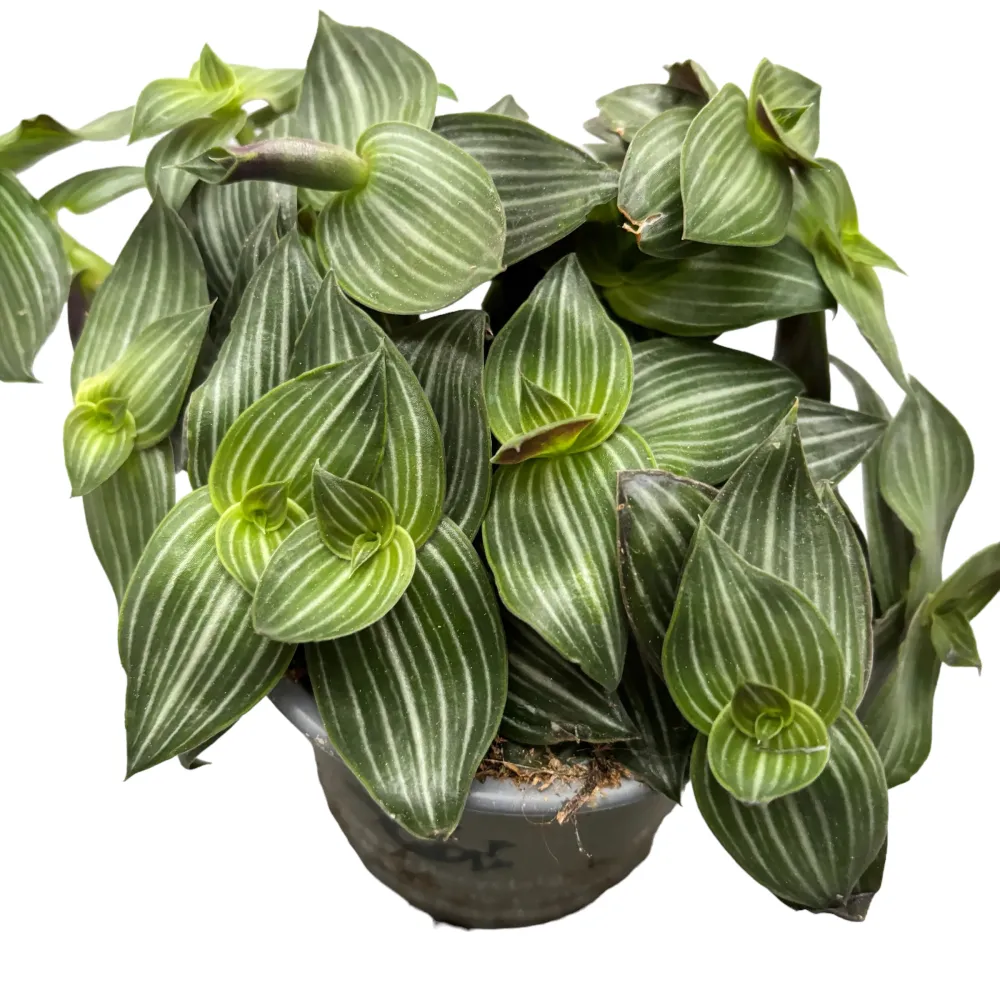 Tradescantia Toundra