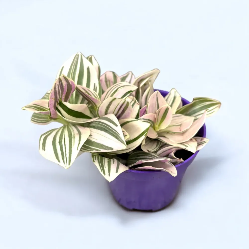 Tradescantia ‘Unicorn’ D7 - planta curgatoare cu frunzis pastelat, nuante magice