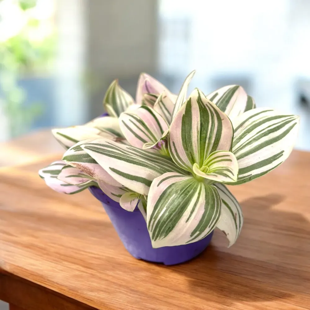 Tradescantia ‘Unicorn’ D7 - planta curgatoare cu frunzis pastelat, nuante magice