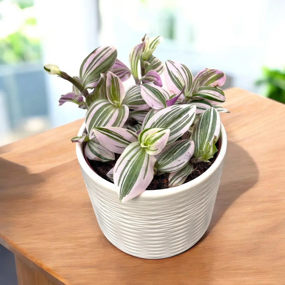 Tradescantia ‘Unicorn’ - planta curgatoare cu frunzis pastelat, nuante magice