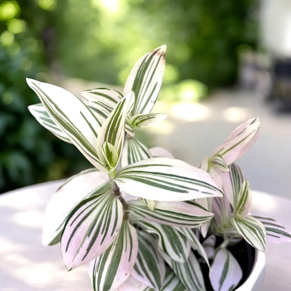 Tradescantia ‘Unicorn’ - planta curgatoare cu frunzis pastelat, nuante magice