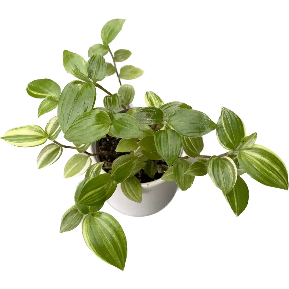 Tradescantia 'Yellow Hill' babyplant