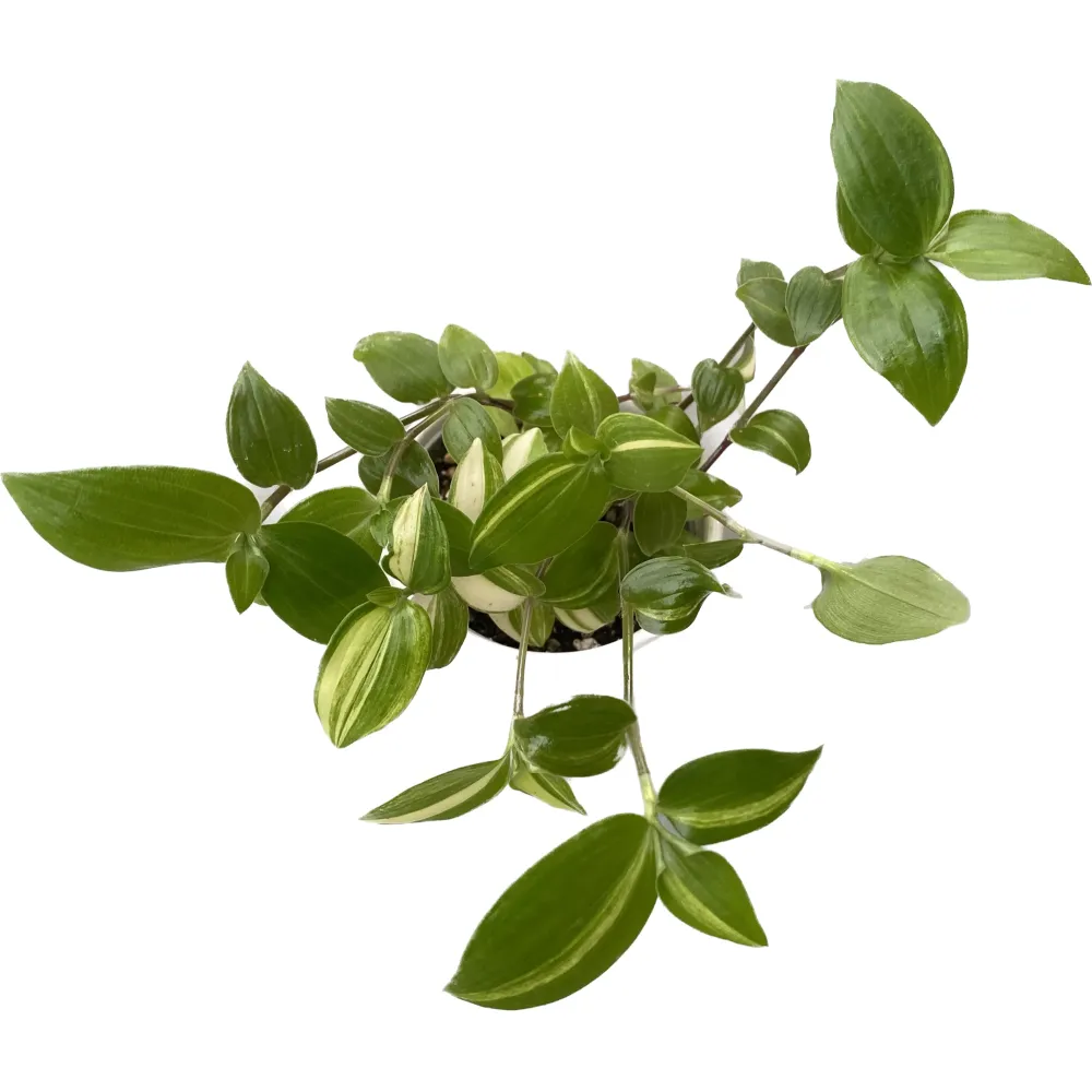 Tradescantia 'Yellow Hill' babyplant