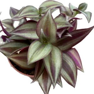 Tradescantia zebrina Silver (babyplant) +3pp