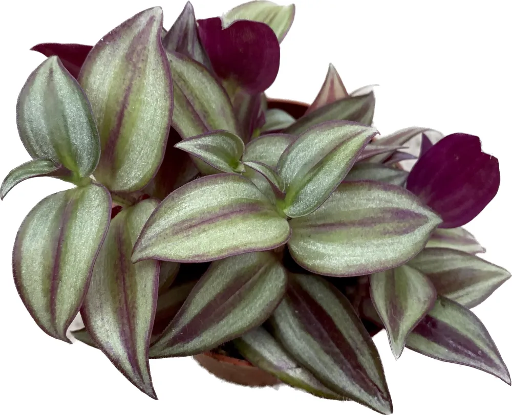 Tradescantia zebrina Silver (babyplant) +3pp
