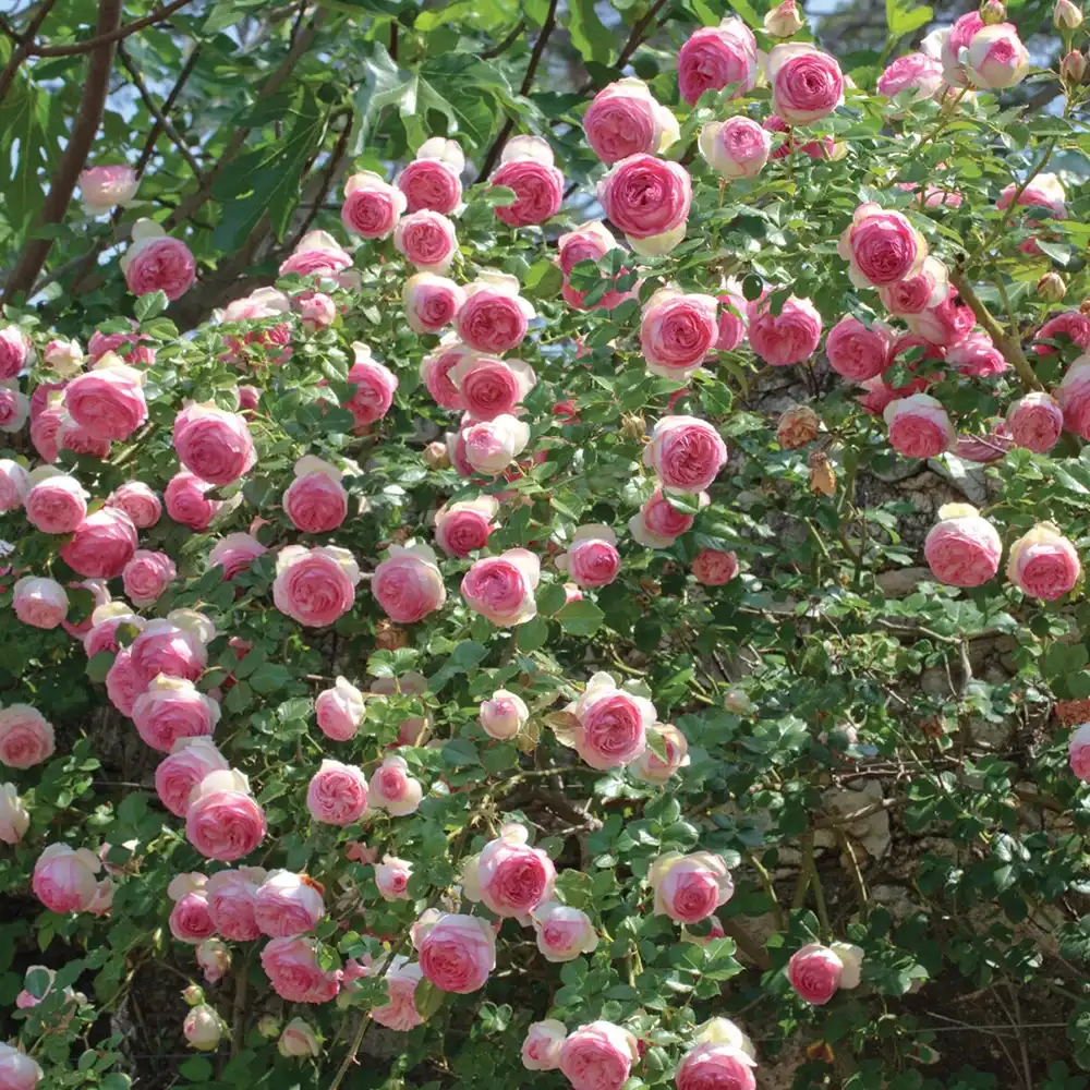 Trandafir Catarator alb cu inima roz Edenrose 85, cu inflorire repetata