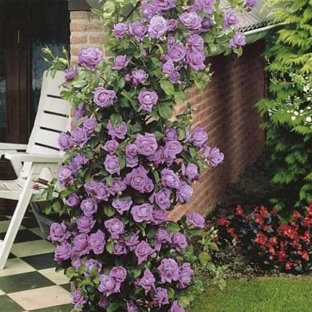 Trandafir Catarator indigo-liliachiu Indigoletta, parfum puternic, inflorire repetata, anul 3