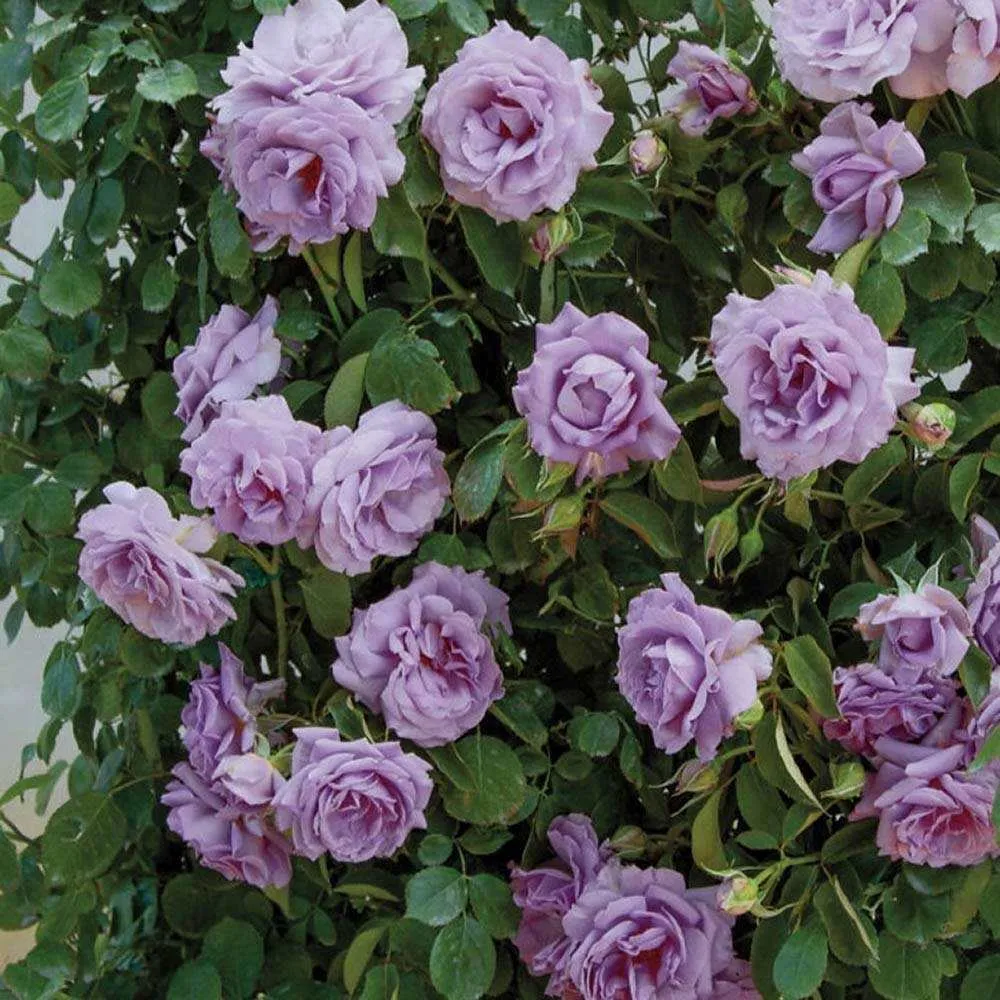 Trandafir Catarator indigo-liliachiu Indigoletta, parfum puternic, inflorire repetata, anul 3