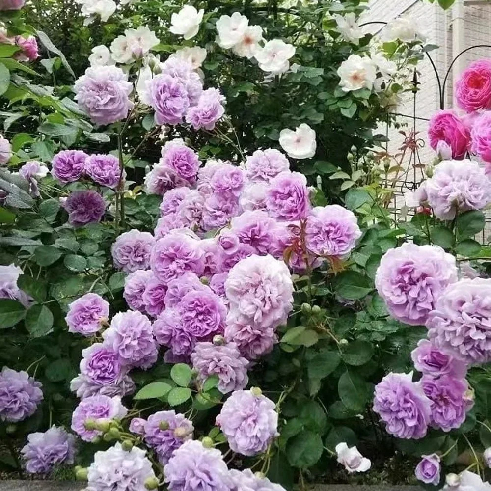 Trandafir Catarator lavanda-liliachiu Sandra Renaissance, parfum puternic, inflorire repetata, anul 3
