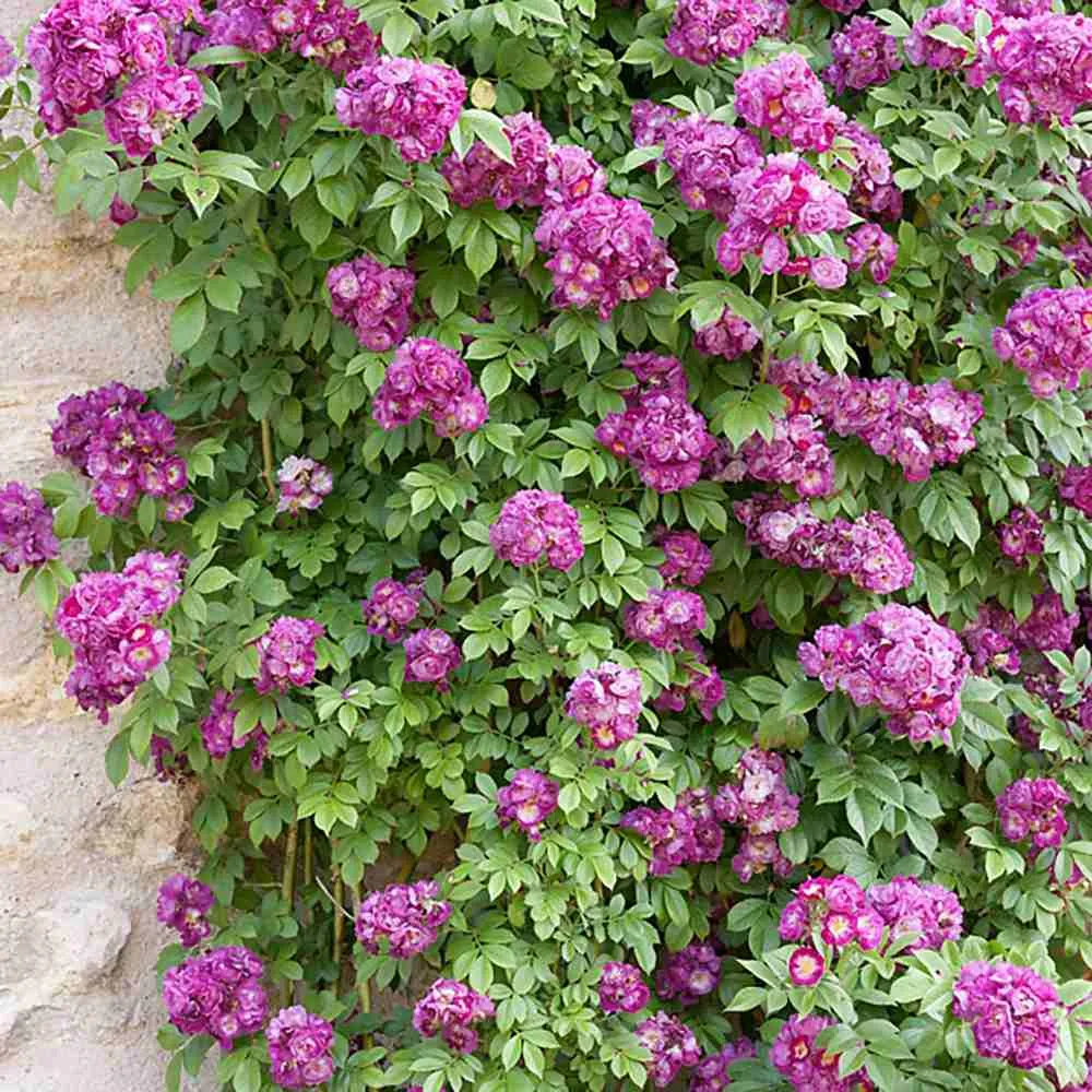 Trandafir Catarator liliachiu-violet Perennial Blue, inflorire repetata