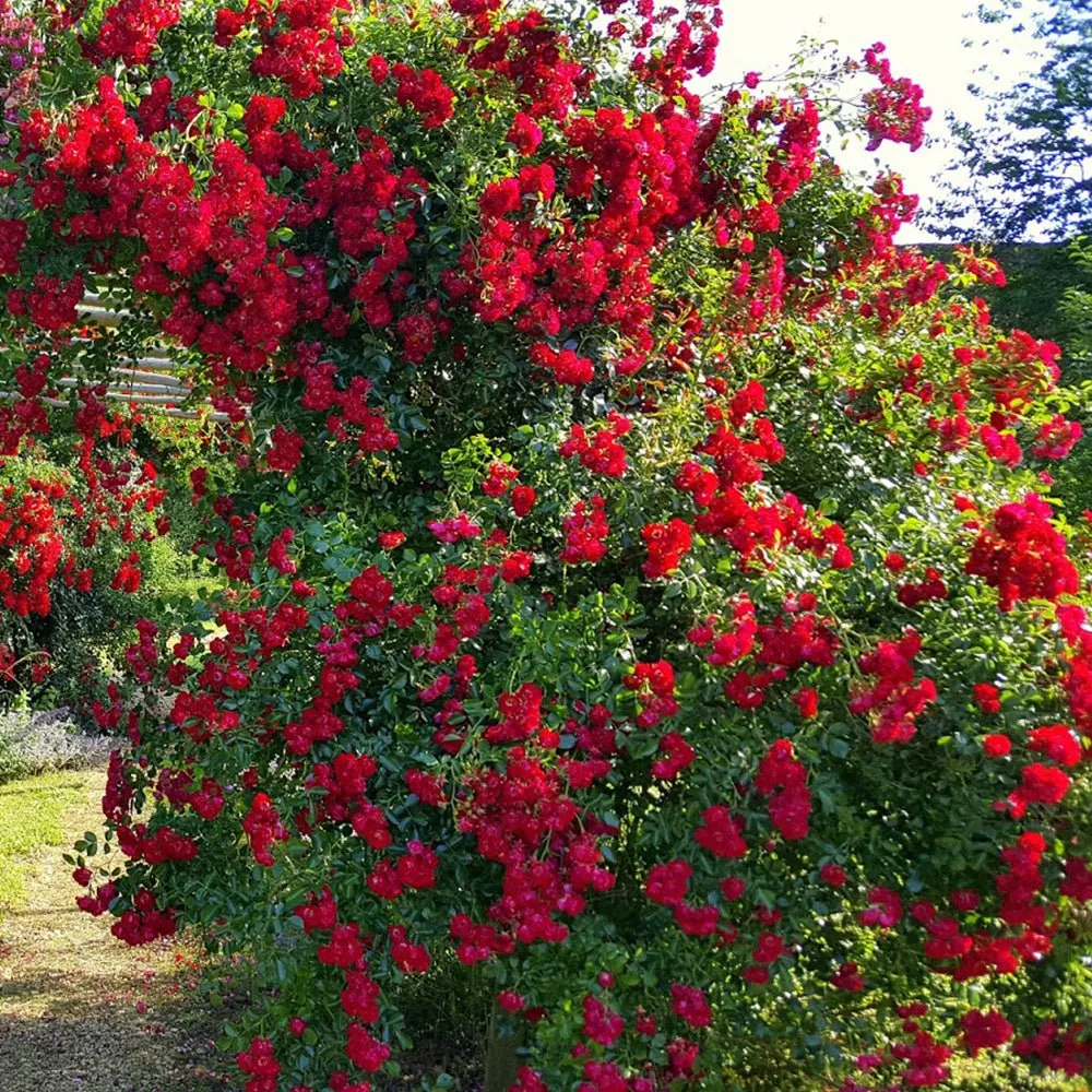 Trandafir Catarator rosu Rambling Rose, inflorire repetata