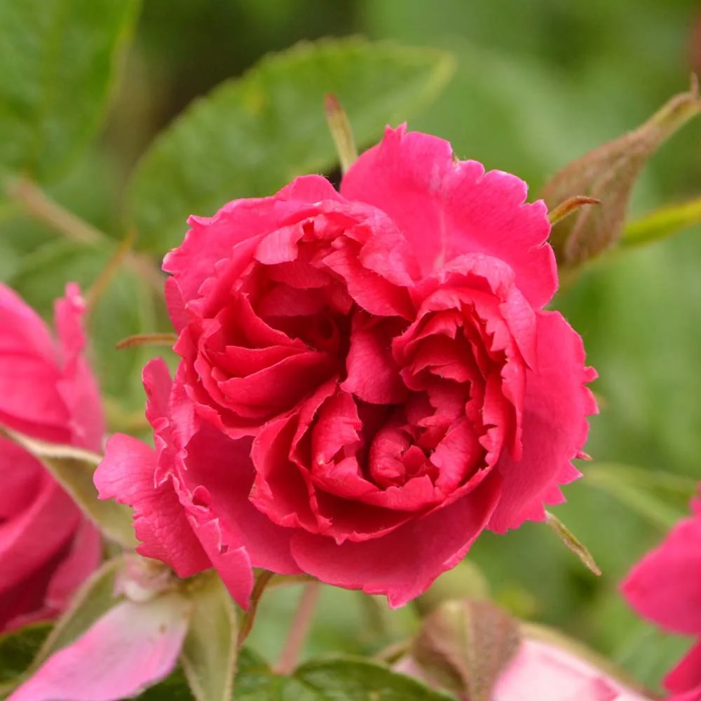 Trandafir de dulceata F.J.Grootendorst (Rugosa), cu flori rosii si parfum intens