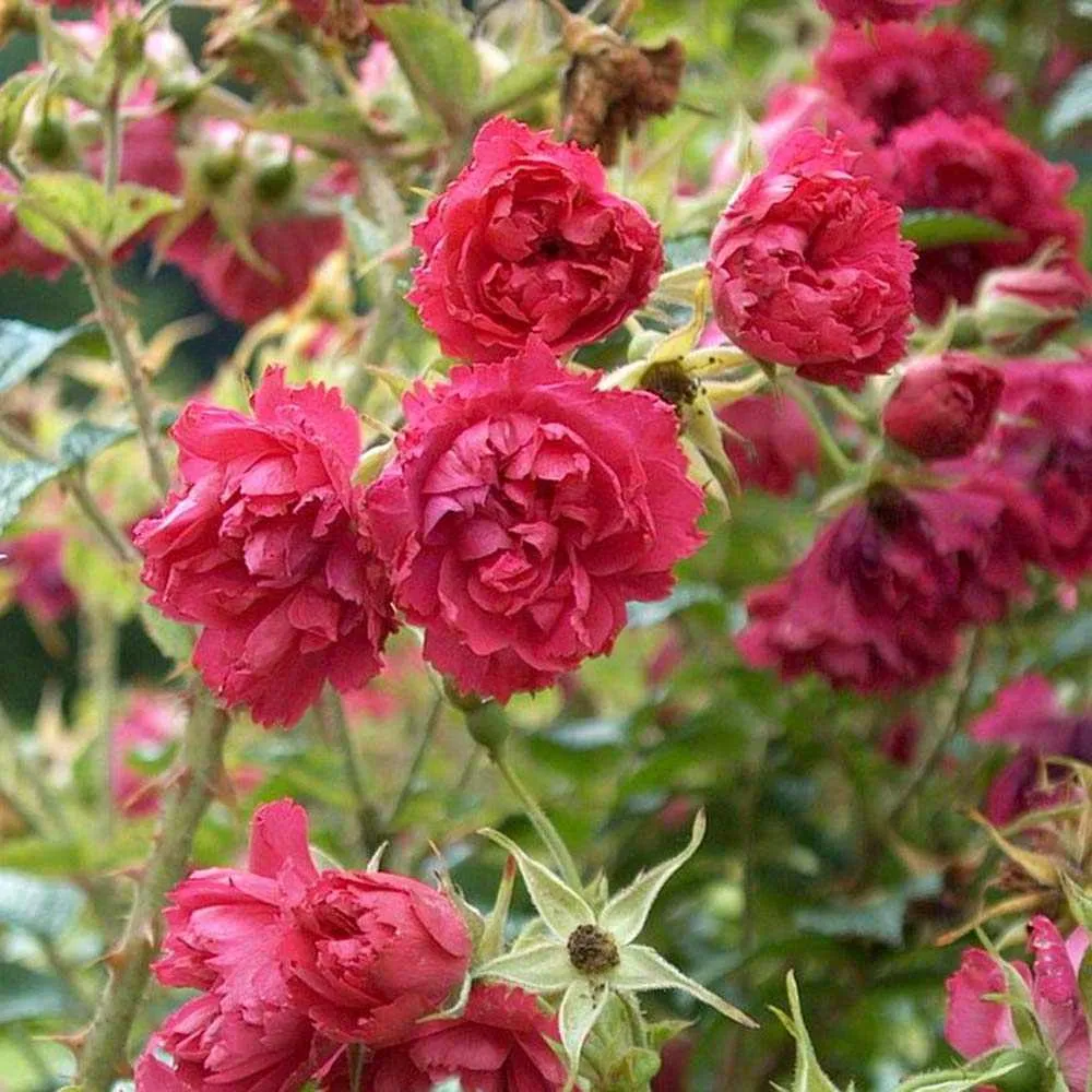 Trandafir de dulceata F.J.Grootendorst (Rugosa), cu flori rosii si parfum intens