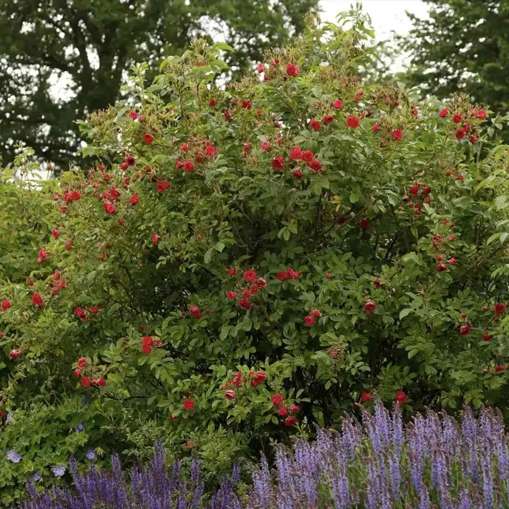 Trandafir de dulceata F.J.Grootendorst (Rugosa), cu flori rosii si parfum intens
