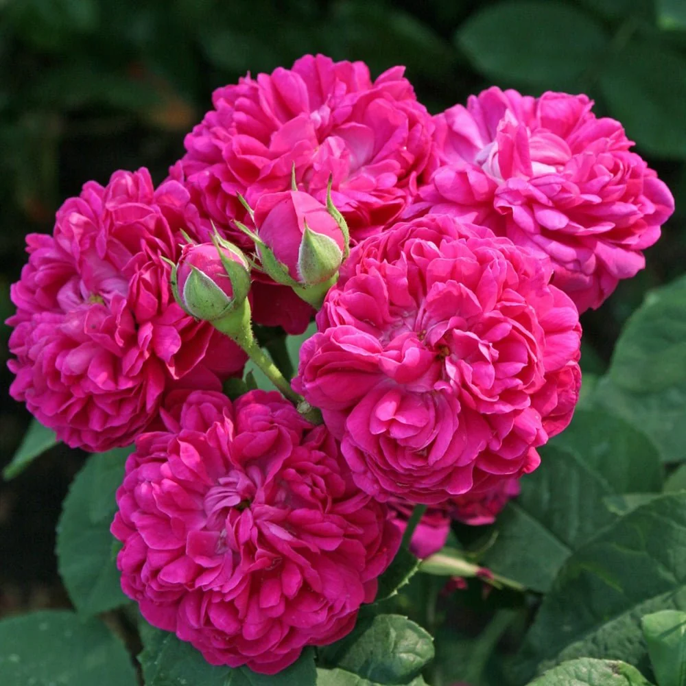 Trandafir de dulceata Rose de Rescht, roz-violet, inflorire repetata