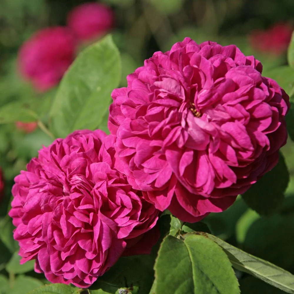 Trandafir de dulceata Rose de Rescht, roz-violet, inflorire repetata