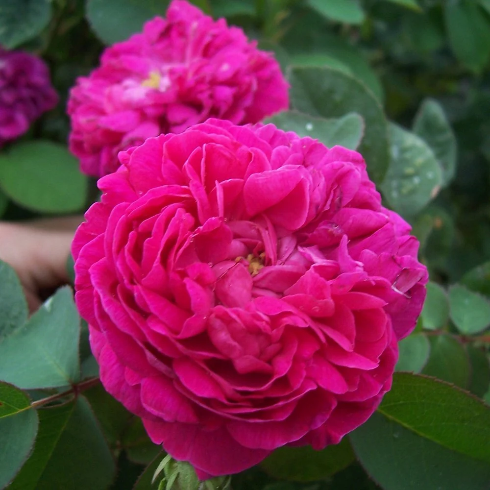Trandafir de dulceata Rose de Rescht, roz-violet, inflorire repetata