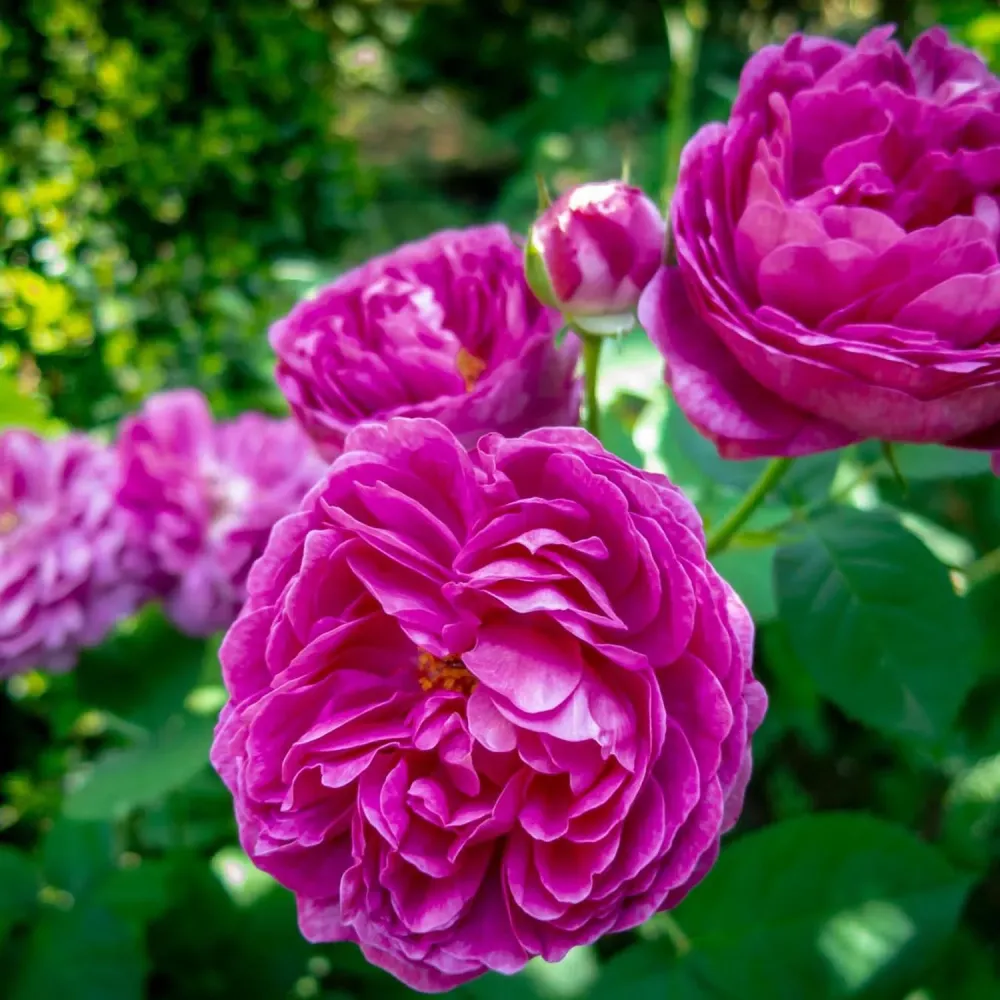 Trandafir de dulceata Rose de Rescht, roz-violet, inflorire repetata
