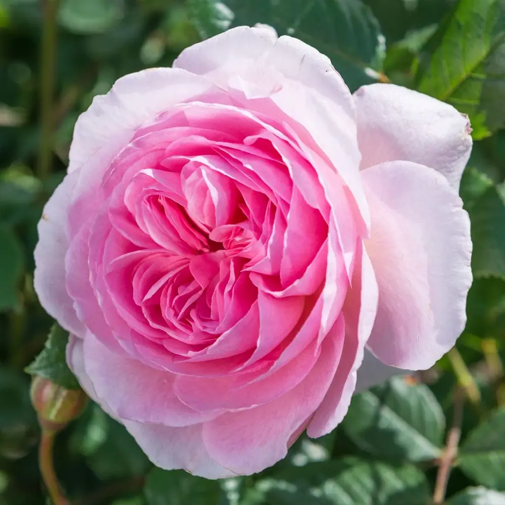 Trandafir englezesc David Austin Ancient Mariner - trandafir roz intens, flori duble, parfum puternic, inflorire repetata