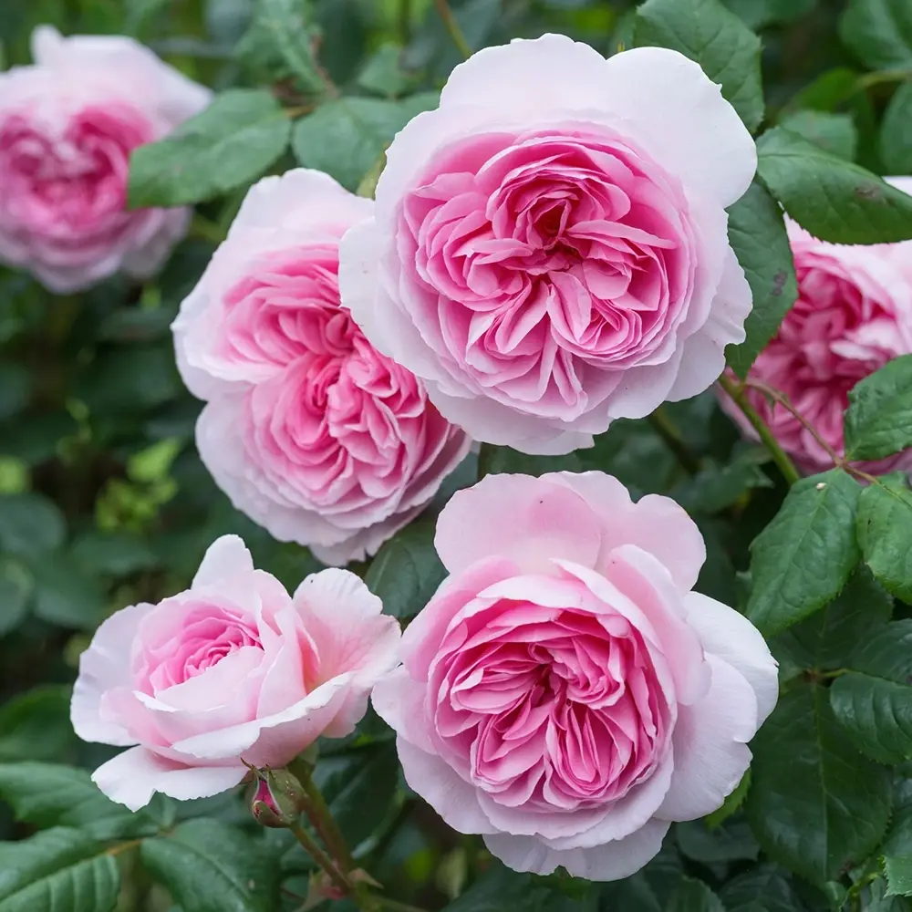 Trandafir englezesc David Austin Ancient Mariner - trandafir roz intens, flori duble, parfum puternic, inflorire repetata