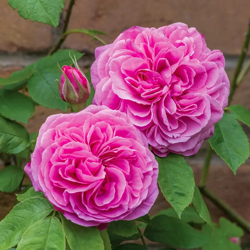 Trandafir englezesc David Austin Gertrude Jekyll - trandafir roz intens, parfum puternic, inflorire repetata, rezistent la...