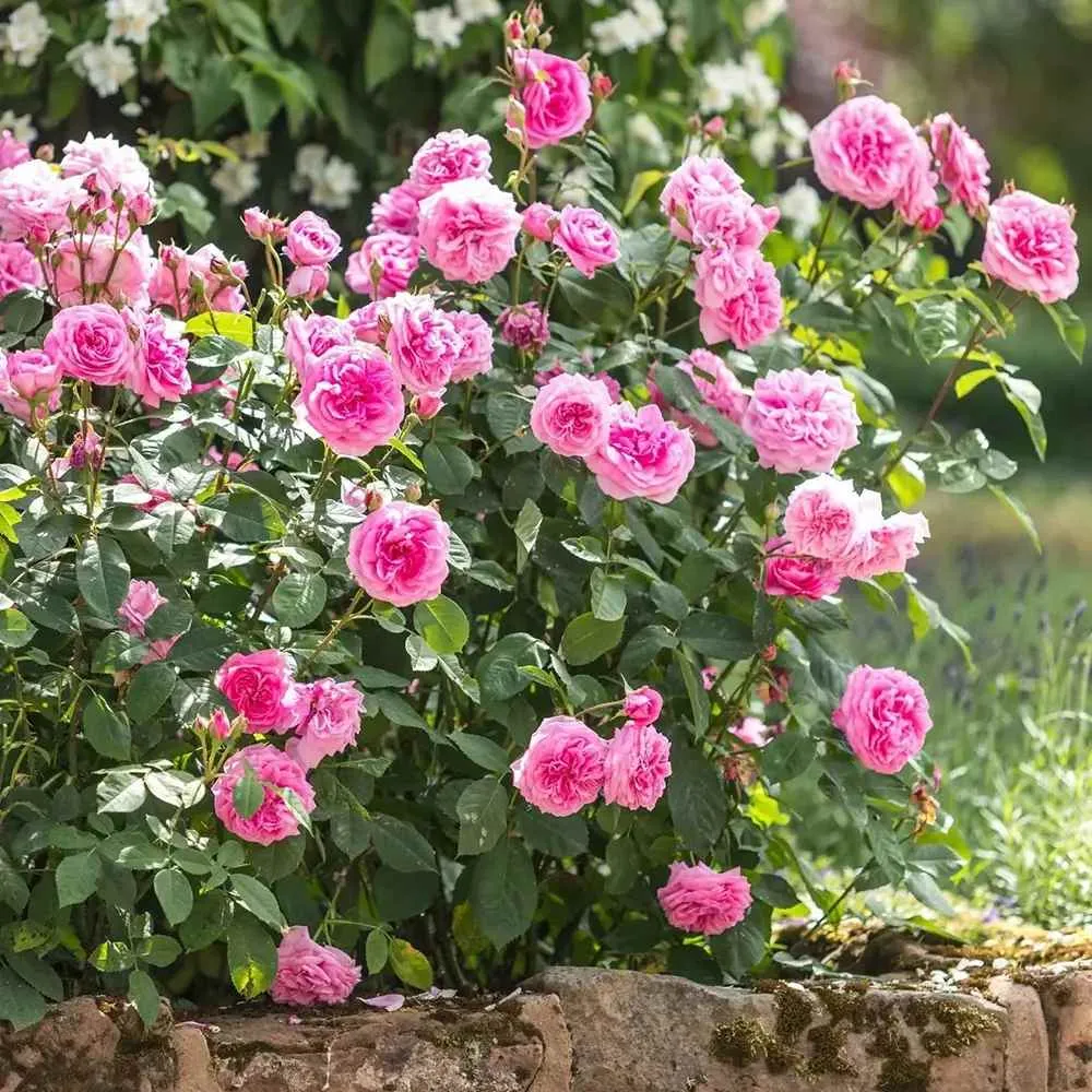 Trandafir englezesc David Austin Gertrude Jekyll - trandafir roz intens, parfum puternic, inflorire repetata, rezistent la...