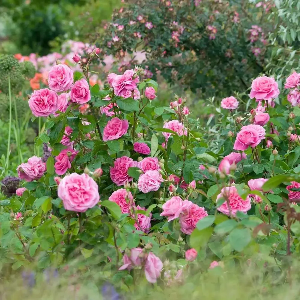 Trandafir englezesc David Austin Gertrude Jekyll - trandafir roz intens, parfum puternic, inflorire repetata, rezistent la...