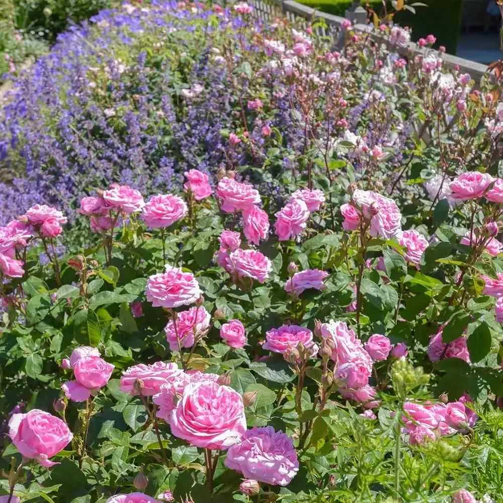 Trandafir englezesc David Austin Gertrude Jekyll - trandafir roz intens, parfum puternic, inflorire repetata, rezistent la...