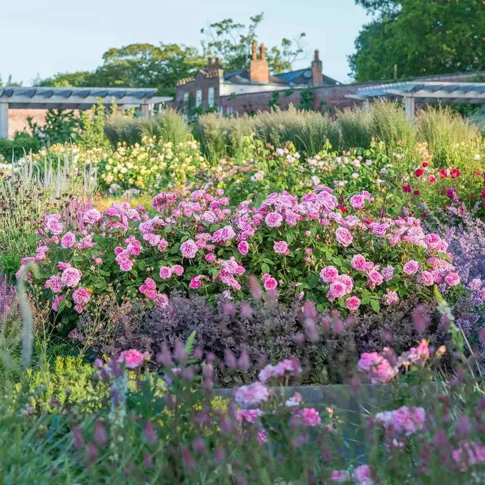 Trandafir englezesc David Austin Gertrude Jekyll - trandafir roz intens, parfum puternic, inflorire repetata, rezistent la...