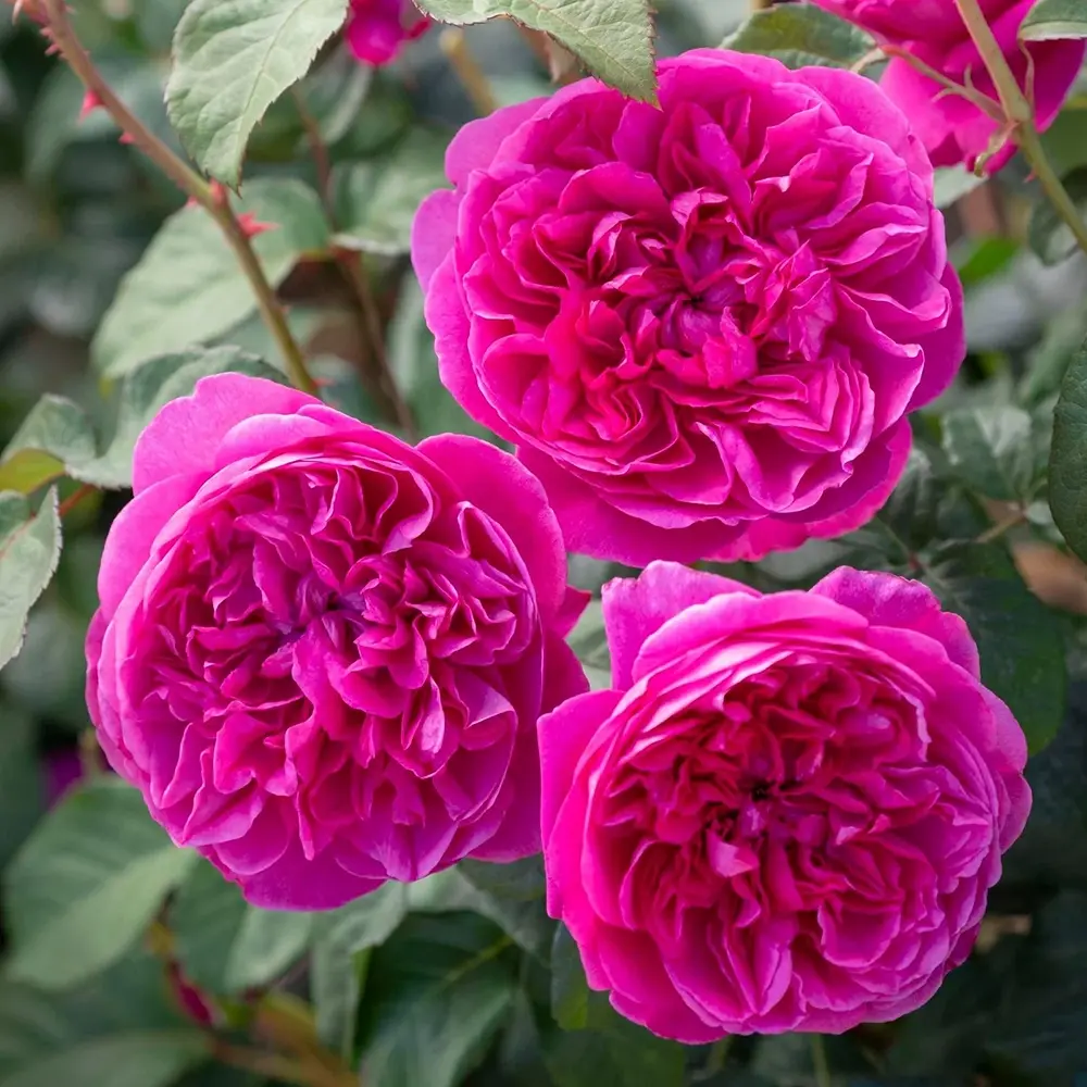 Trandafir englezesc David Austin James L. Austin - trandafir roz intens, flori duble, parfum fructat, inflorire repetata