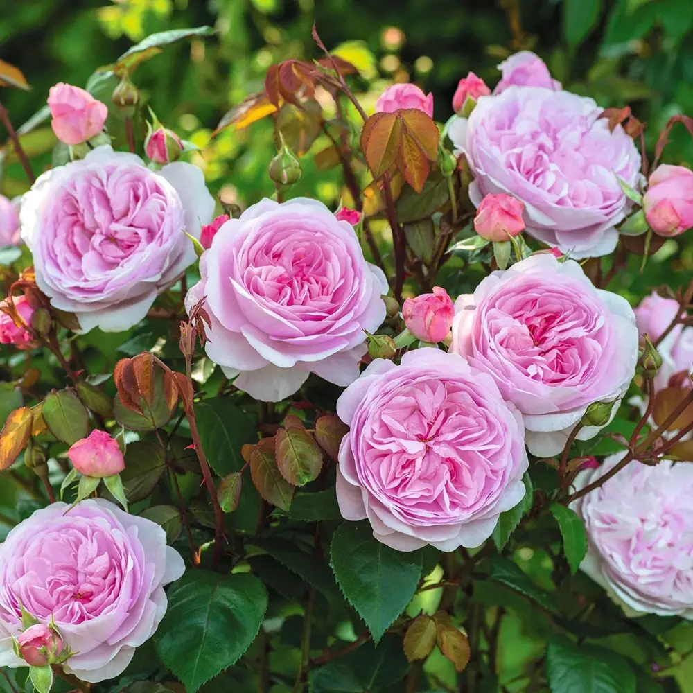 Trandafir englezesc David Austin Olivia Rose Austin® - trandafir roz delicat, flori duble, parfum intens, inflorire repetata