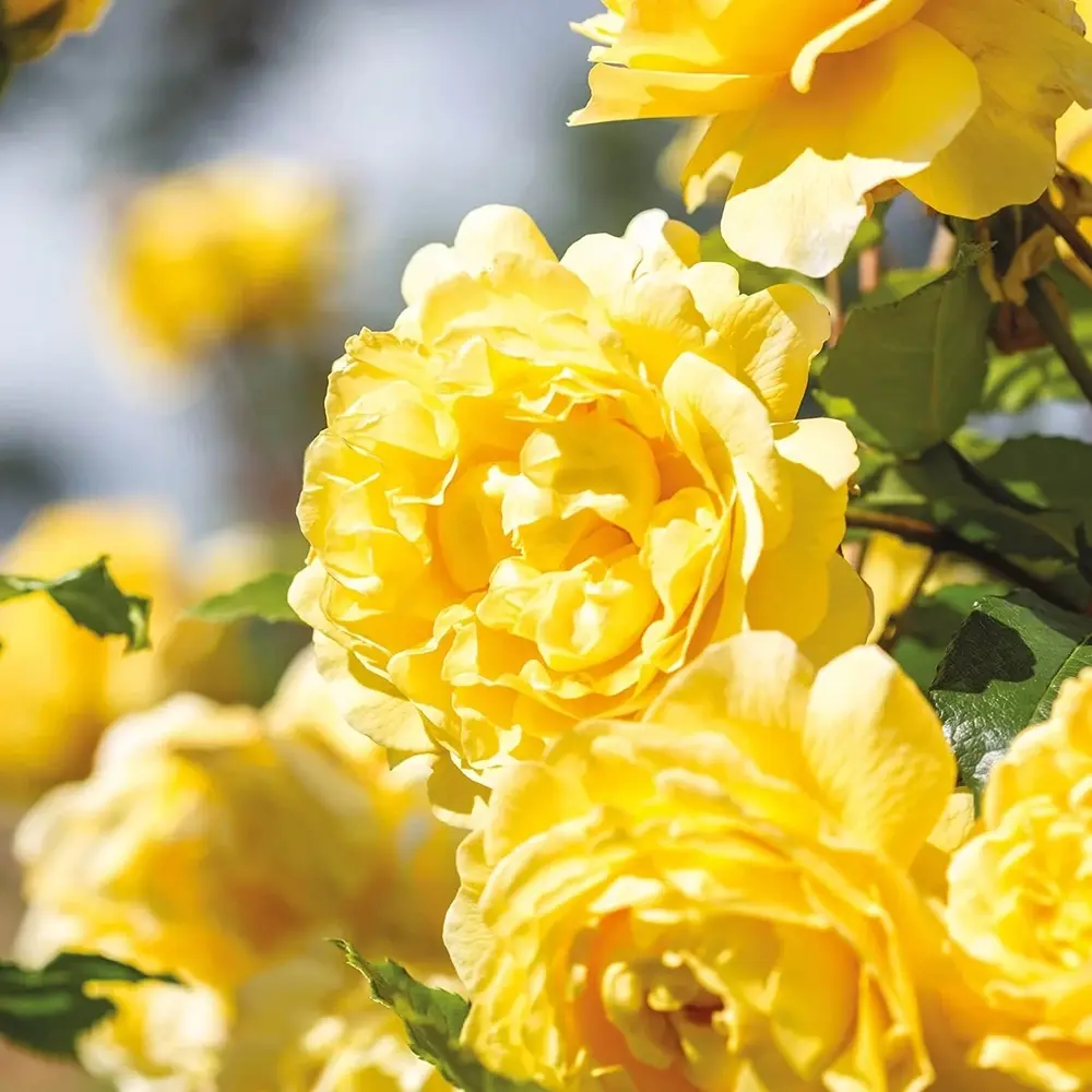 Trandafir englezesc David Austin Poet’s Wife - trandafir galben intens, flori duble, parfum fructat, inflorire repetata