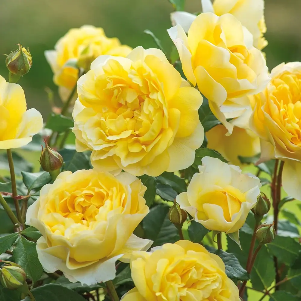 Trandafir englezesc David Austin Poet’s Wife - trandafir galben intens, flori duble, parfum fructat, inflorire repetata