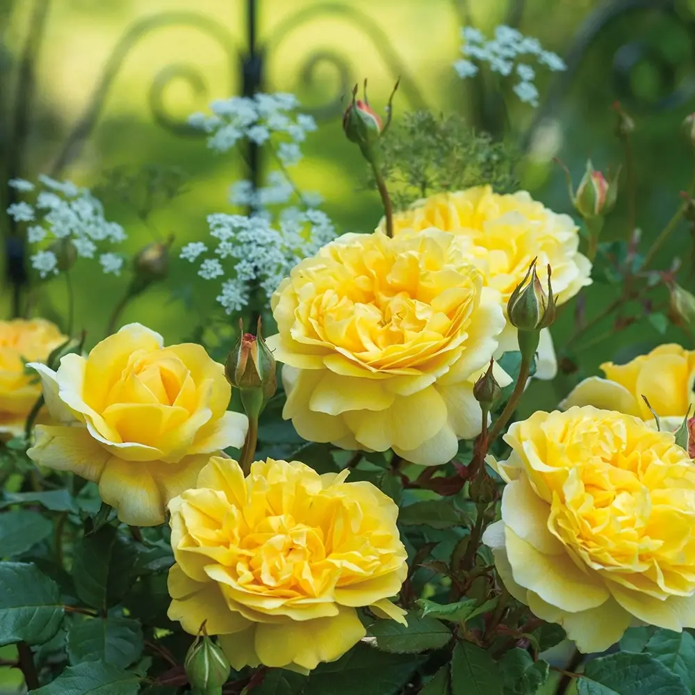 Trandafir englezesc David Austin Poet’s Wife - trandafir galben intens, flori duble, parfum fructat, inflorire repetata