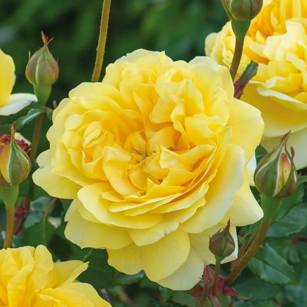 Trandafir englezesc David Austin Poet’s Wife - trandafir galben intens, flori duble, parfum fructat, inflorire repetata