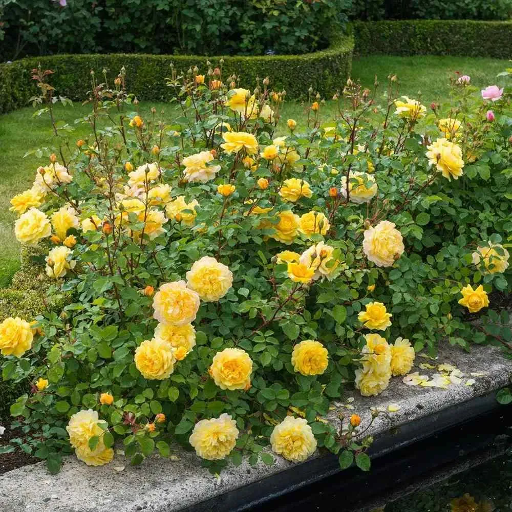 Trandafir englezesc David Austin Poet’s Wife - trandafir galben intens, flori duble, parfum fructat, inflorire repetata