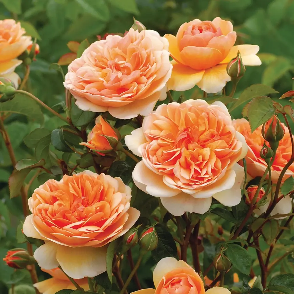 Trandafir englezesc David Austin Port Sunlight - trandafir cu flori duble piersica, parfum intens, inflorire repetata