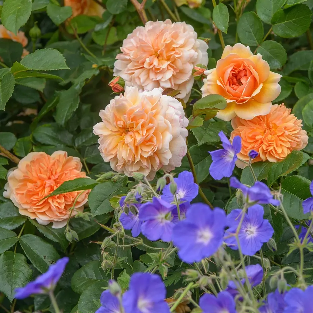 Trandafir englezesc David Austin Port Sunlight - trandafir cu flori duble piersica, parfum intens, inflorire repetata