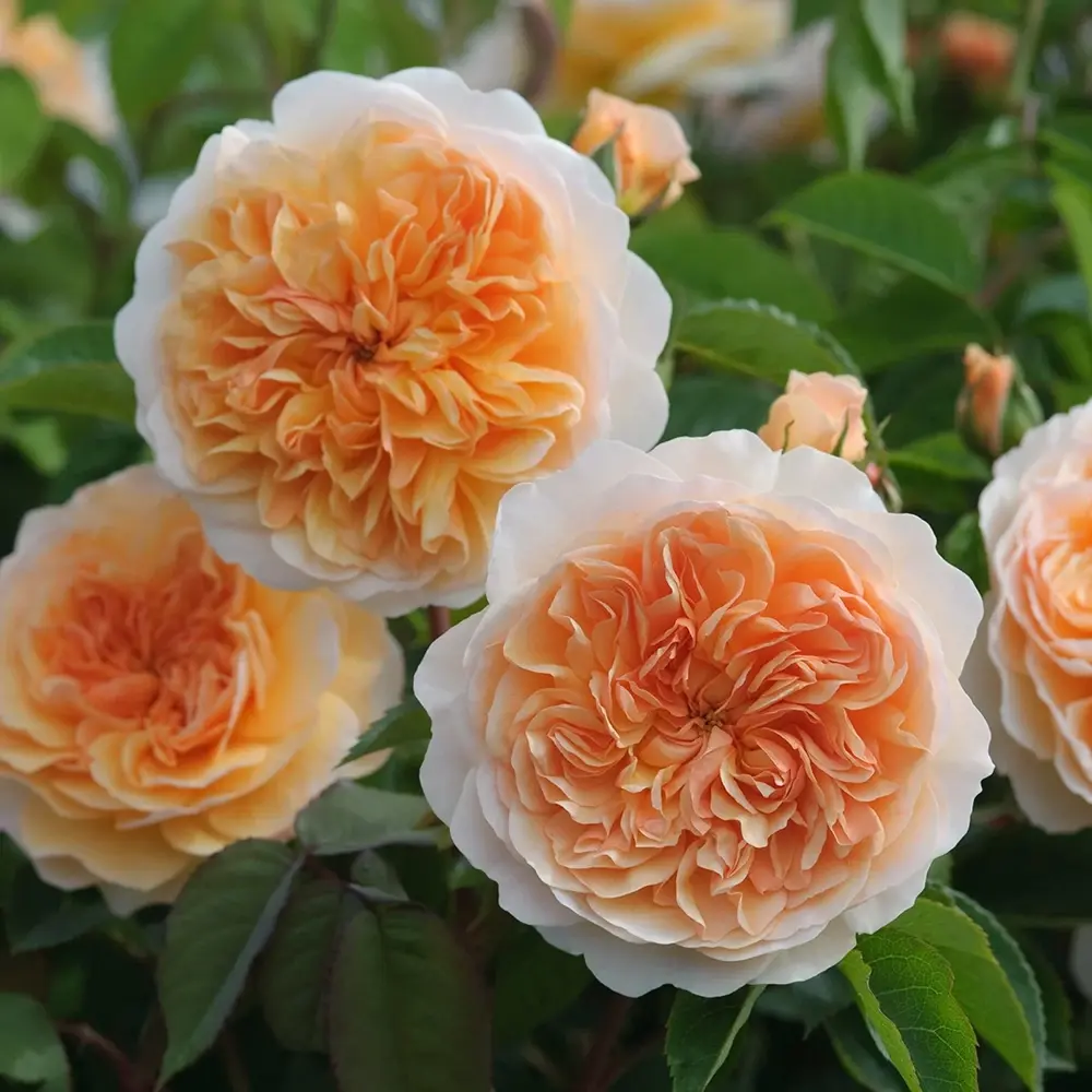 Trandafir englezesc David Austin Port Sunlight - trandafir cu flori duble piersica, parfum intens, inflorire repetata