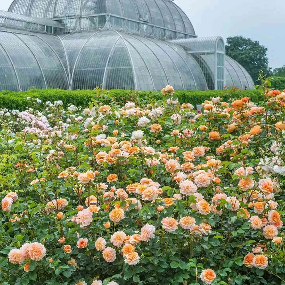 Trandafir englezesc David Austin Port Sunlight - trandafir cu flori duble piersica, parfum intens, inflorire repetata