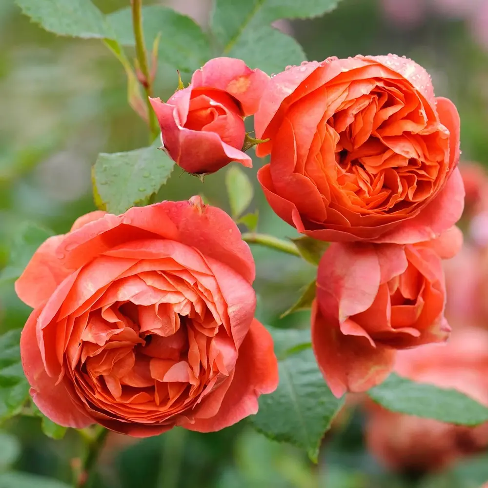 Trandafir englezesc David Austin Summer Song - trandafir portocaliu intens, flori duble, parfum exotic, inflorire repetata