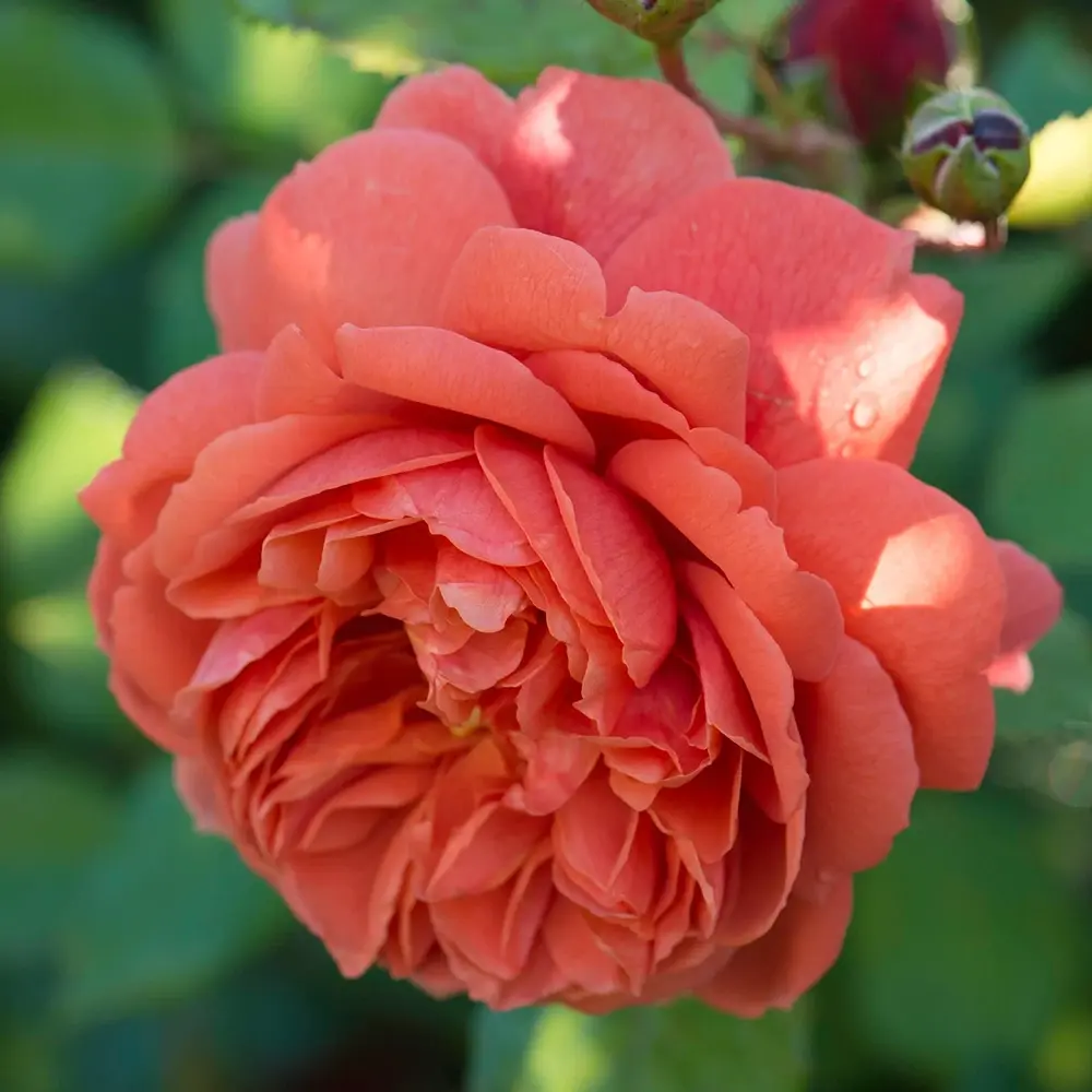 Trandafir englezesc David Austin Summer Song - trandafir portocaliu intens, flori duble, parfum exotic, inflorire repetata