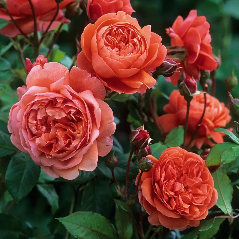 Trandafir englezesc David Austin Summer Song - trandafir portocaliu intens, flori duble, parfum exotic, inflorire repetata