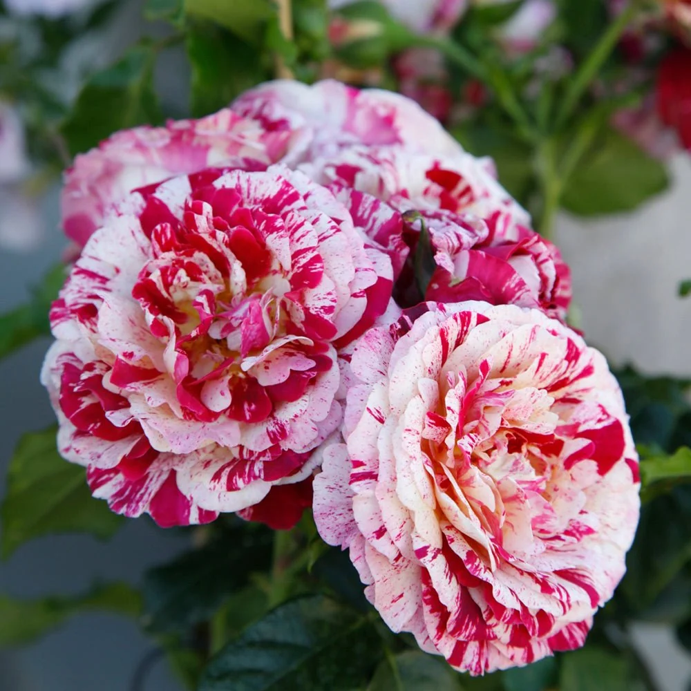 Trandafir Floribunda alb-rosu dungat Abracadabra, inflorire repetata