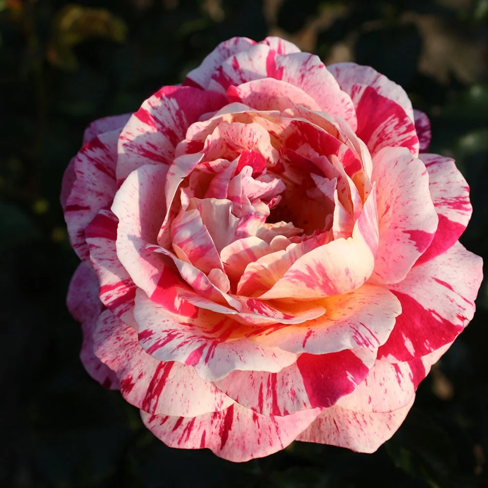 Trandafir Floribunda alb-rosu dungat Abracadabra, inflorire repetata