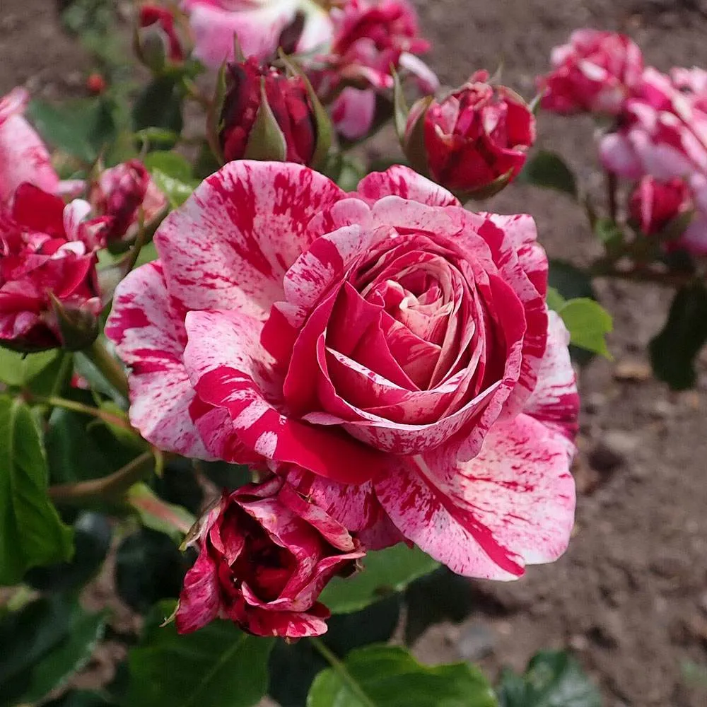 Trandafir Floribunda alb-rosu dungat Abracadabra, inflorire repetata